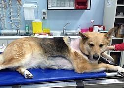 El perro intervenido en el Hospital Veterinario de la UMU. :: EFE