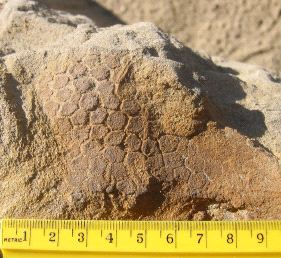 El dinosaurio que se dejó la piel fosilizada en roca | La Verdad