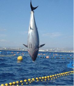 CAPTURADO. Un atún rojo saliendo de una de las jaulas flotantes en las costas cartageneras. / LV