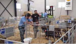 200 ejemplares participan en el concurso y subasta de cabras de la raza murciano-granadina