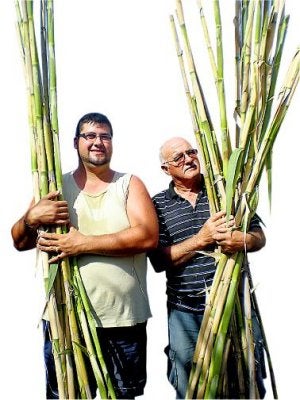 Juan José Oliva y Pedro Tudela en plena recolección de cañas. ::                                                        M. BARRANCO
