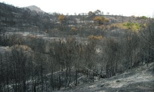 Zona del paraje natural de la Peña del Águila donde se inició el fuego del pasado verano. ::
ANSE