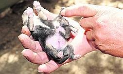 Cristóbal Miras muestra las seis patas del cachorro. Foto: Paco Alonso/AGM