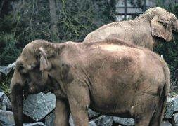 'Nepal' y 'Baby', en Lyon, a la espera de ser trasladados a la residencia de los Grimaldi. ::                             J. PACHOUD / AFP