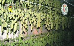 Aspecto del secadero de cogollos. :: G. C / P. L. P. L.