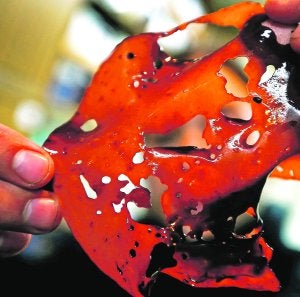 Un laboratorio natural  para la investigación aplicada