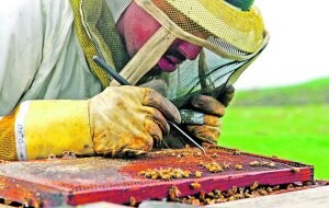 Un apicultor examina de cerca uno de sus panales para detectar la presencia de varroa.