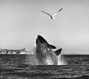 Una ballena franca austral emerge en la costa de Patagonia (Argentina).