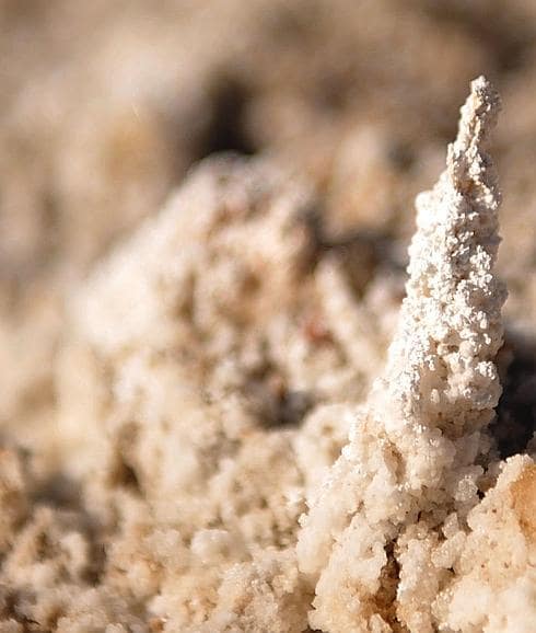 La sal, cristalizada en el suelo del humedal, en torno a las pequeñas plantas que crecen en este ambiente hipersalino.