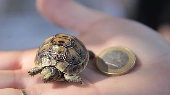 Una diminuta cría de tortuga mora, con apenas seis meses de vida, lucha ya sola por su supervivencia.