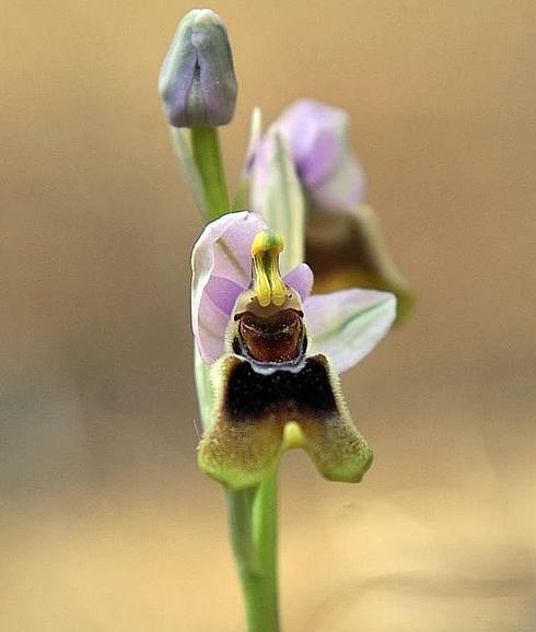 Flor de la orquídea de la variedad 'Ophrys tenthredinifera'.