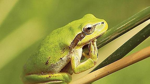 «El 'canario del minero' de nuestro hábitat desaparece»