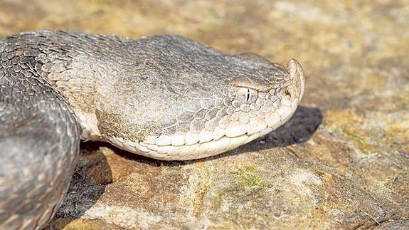 Detalle de la cabeza de una víbora hocicuda que se encontró en Sierra Espuña. 