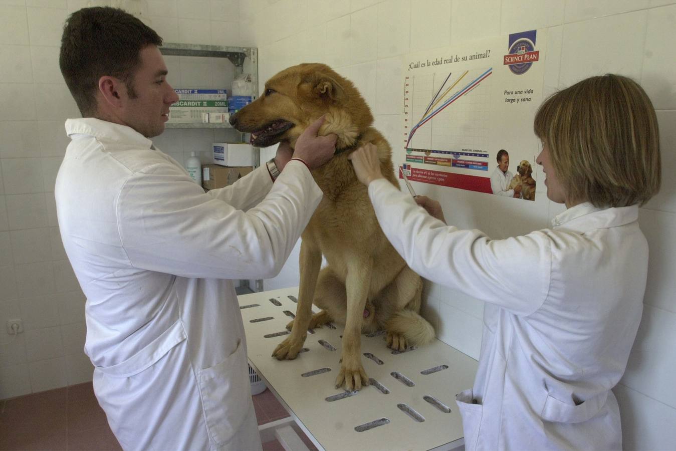 Dos veterinarios colocan el microchip a un perro. 