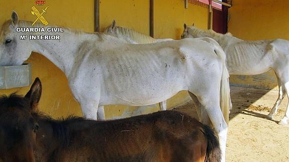 Algunos de los caballos desnutridos localizados en una explotación de Mula.