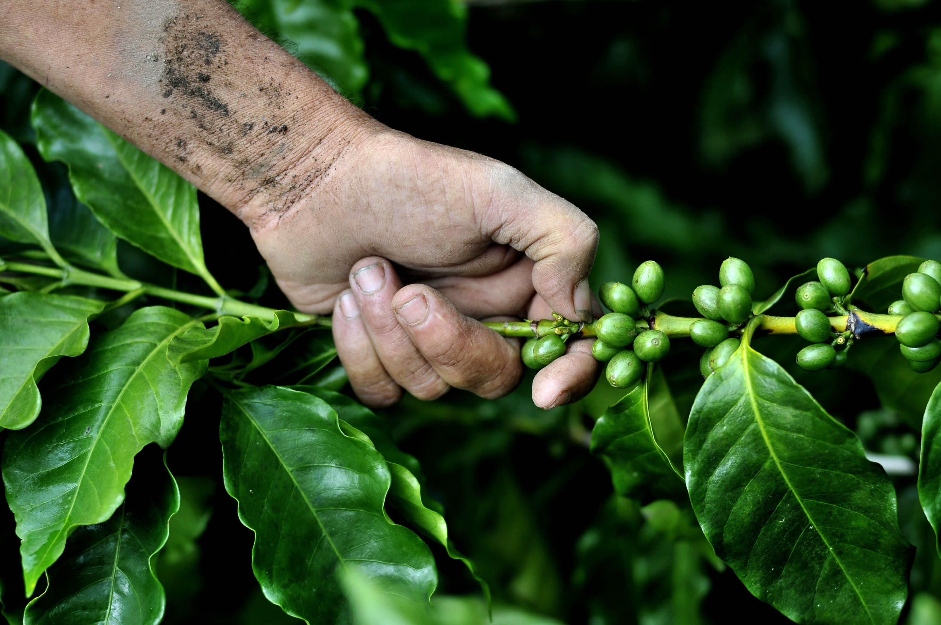 Un caficultor muestra una planta de café en Guatemala. 