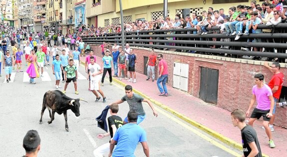 Varios jóvenes retan a una de las vaquillas, ayer, en Abarán. :: j. a. moreno