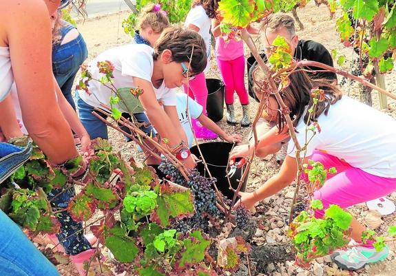 Los niños vendimian con mimo los racimos de uva, con la colaboración de sus padres.