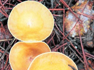 El reino de los  hongos extiende su red filamentosa