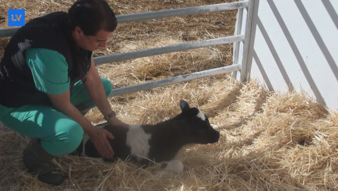 Salvador Ruiz, director de la Granja Docente Universitaria de la UMU, con una de las vacas recien nacida. 