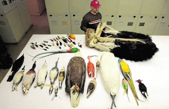 Algunas especies de aves cuyo genoma ha sido descifrado.
