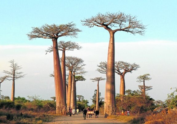 
Baobabs como los de la foto o ceibas cumplen la función de árboles de la palabra en todas las aldeas de África. A sus pies se reúnen los vecinos para tomar decisiones.