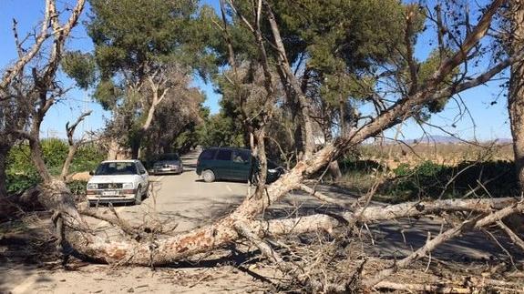 Un pino derribado por el viento corta la N-301 a la altura de El Albujón
