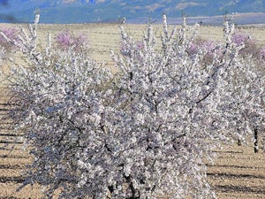 Los Llanos del Cagitán. Un almendro en flor con El Almorchón al fondo.