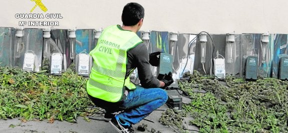 Un agente junto a parte de las plantas aprehendidas y los sistemas para incentivar su crecimiento. g.civil
