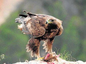 Las parejas de águila real se preparan para la cría | La Verdad