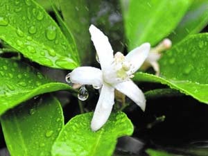 Nieve de pétalos en la primavera murciana