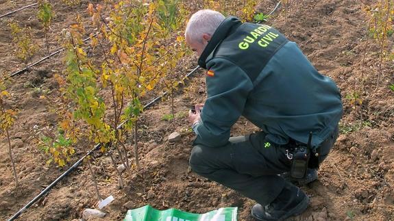 Un agente de la Guardia Civil inspecciona los cultivos.