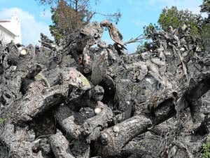 Una de las miles de paleras devastadas por la cochinilla del carmín ('Dactylopius opuntiae'), en Purias (Lorca). A la derecha, detalles de una chumbera atacada.