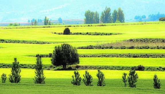 Campos de cereal del extremo oeste del Campo de San Juan con los chopos que bordean los arroyos y sabinas albares adehesadas.