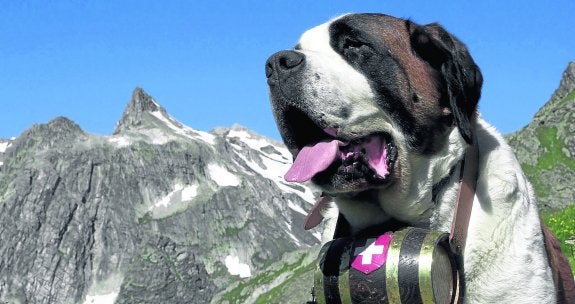 El San Bernardo  es uno de los perros  más típicos de las montañas suizas.  El más utilizado para cocinar es de una raza muy similar al Rottweiler.  