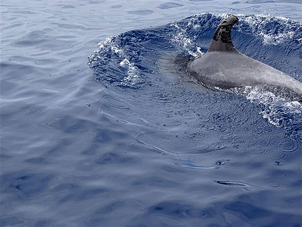 Un delfín salta a bordo de un bote y rompe los tobillos a una mujer