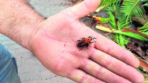 Un ejemplar de picudo rojo recogido en una de las palmeras. 