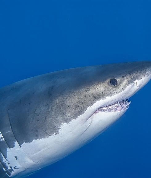 Una de las fotografías de tiburones blancos que se exponen en el Oceanográfic