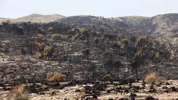Paraje del Cañón de Almadenes arrasado por el fuego. 