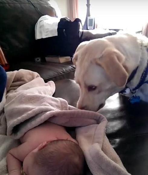 Un perro labrador arropa a un bebé