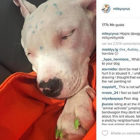 Miley Cyrus, acusada de maltrato animal
