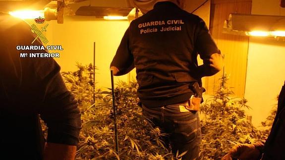 Los agentes encuentran una plantación de marihuana en una de las habitaciones de la casa. 