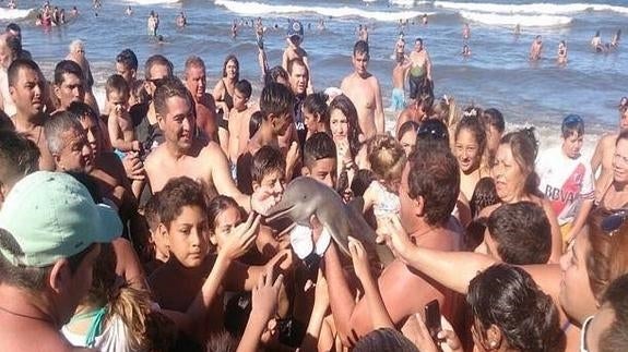 Los bañistas sujetan al delfín para admirarlo.