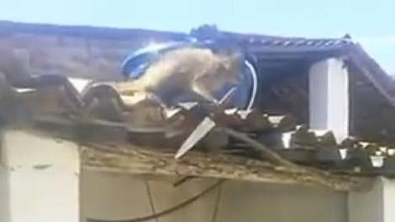 Un mono «borracho» amenaza y ataca a los clientes de un bar en Brasil