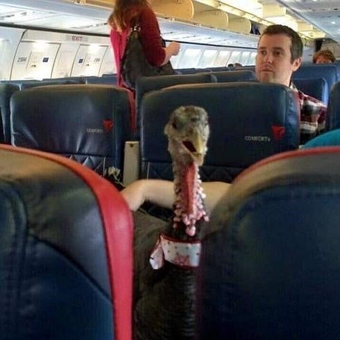 La foto del pavo en el avión que está dando la vuelta al mundo en las redes sociales. 