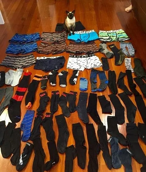 Acusan a una gata de robar la ropa interior de sus vecinos en Zelanda | La