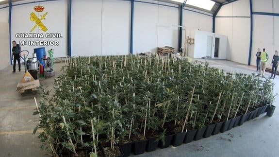 Algunas de las plantas intervenidas en la operación.