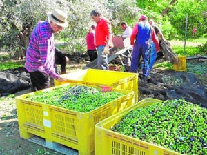 Un instante de la pasada recolección de oliva en los campos de Sangonera. A la izquierda, el profesor José Buendía junto a la olivera Atenea.