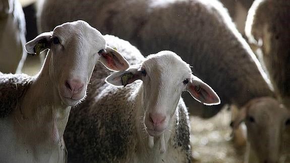 Dos ovejas de un rebaños. 