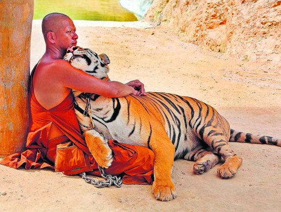 El templo budista acogía a más de 140 tigres, además de aves y osos. 